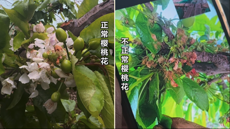 ▲左側(cè)為正常櫻桃花，右側(cè)為用私配授粉藥后的櫻桃花。新京報(bào)記者 閆沫琛 攝