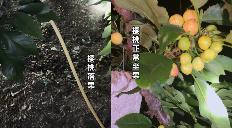 ▲左側(cè)為用了私配授粉藥的櫻桃樹，右側(cè)為用正規(guī)授粉藥的果樹。新京報(bào)記者 閆沫琛 攝