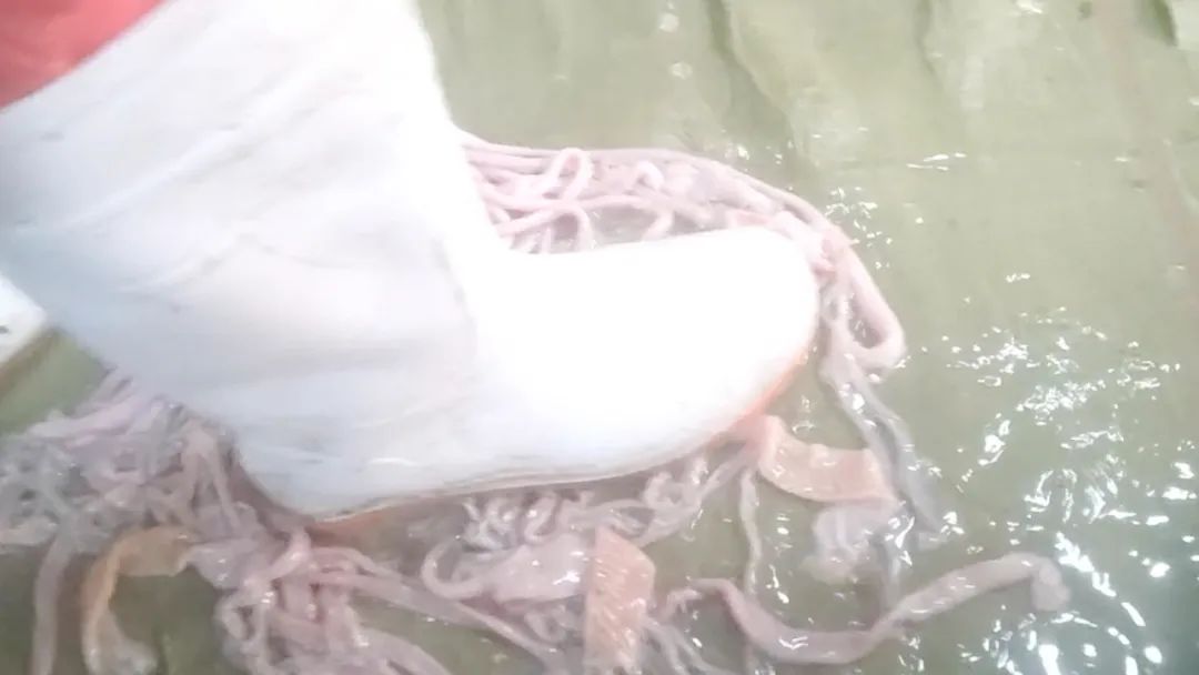 ▲河南清豐縣永官食品有限公司工人穿膠鞋踩洗鵝腸。新京報(bào)調(diào)查組 攝